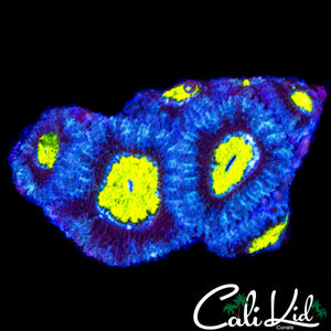 YELLOW EYE MICROMUSSA