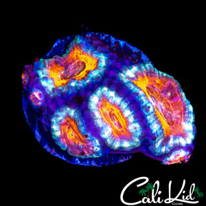 ULTRA ACAN MINI COLONY