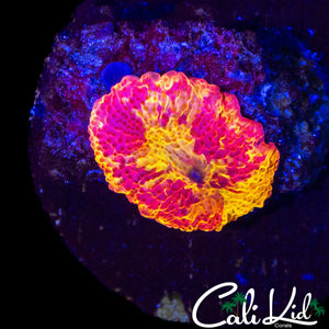 SUPER BRIGHT ECLECTUS MUSHROOM