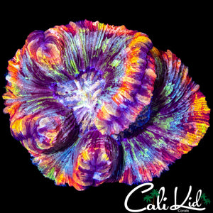 LARGE ULTRA RAINBOW TRACHY