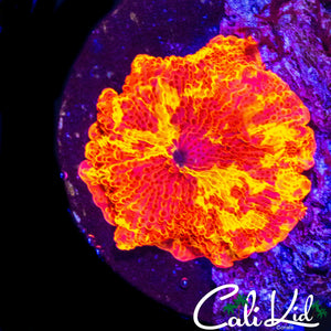 AMAZING PATTERN ELECTUS MUSHROOM