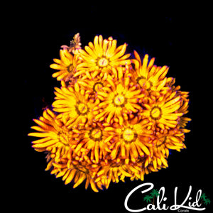 TEQUILA SUNRISE ON STEROIDS GONI