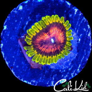 JAMBA JUICE ZOA