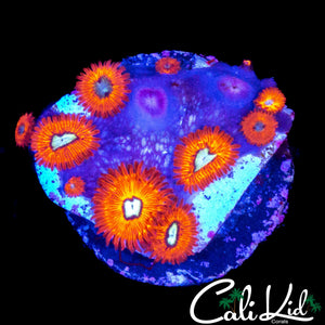 CHARMANDER ZOA MINI COLONY