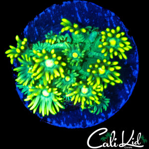 ULTRA LEMON LIME GONI
