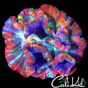 XL PASTEL RAINBOW TRACHY