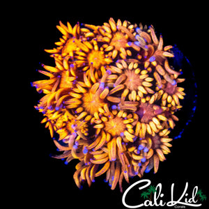 AQUACULTURED MYSTERY GONI