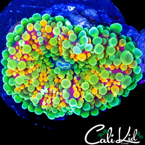 CK ACID TRIP MUSHROOM