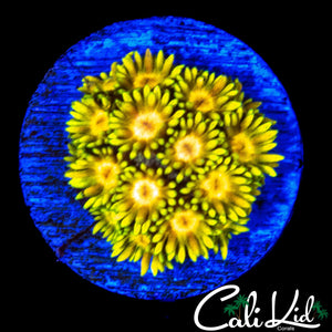 YELLOW EYE GONI