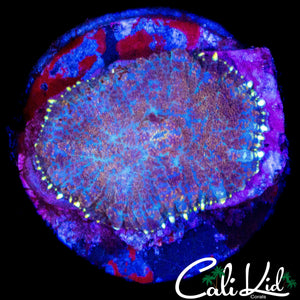 LARGE GOLD RIM RHODACTIS