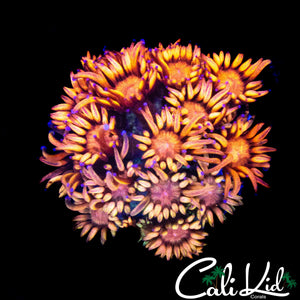 AQUACULTURED MYSTERY GONI