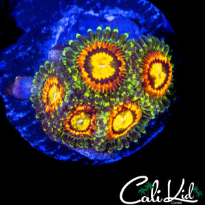 RAINBOW INCINERATOR ZOA MINI COLONY