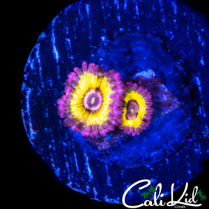 STRATOCASTER MORPH ZOA DOUBLE