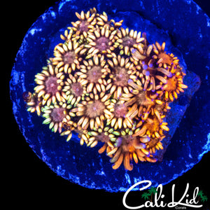 INDO RAINBOW GONI CHUNK