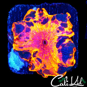 SIC PATTERN DEADPOOL MUSHROOM