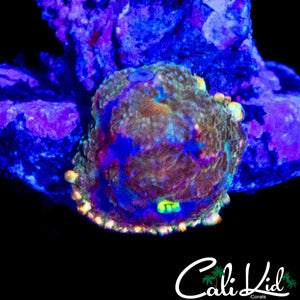 AQUACULTURED MYSTERY MSUHROOM