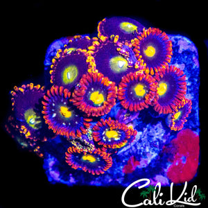 ASSORTED ZOA MINI COLONY