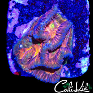 RAINBOW EYE FAVIA FRAG
