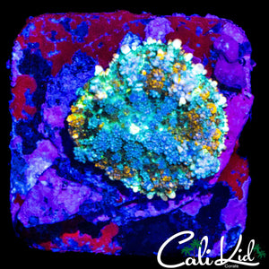 RAINBOW KUSH MUSHROOM