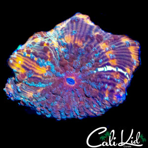 CK MYSTERY FREAK BOUNCE MUSHROOM