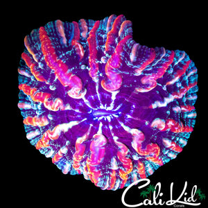 FRANKENSTEIN BRIDE INDOPHYLLIA