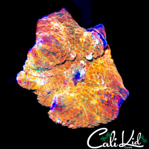 RAINBOW DISCO MUSHROOM
