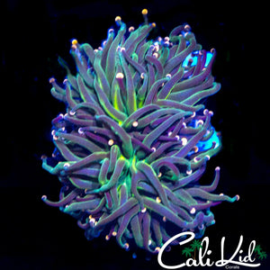 MULTI COLORED TIP TORCH