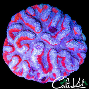 SUPERMAN SYMPHYLLIA COLONY