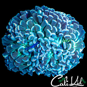 STRIPED MOUTH HAMMER