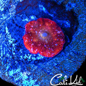 MYSTERY DISCO MUSHROOM