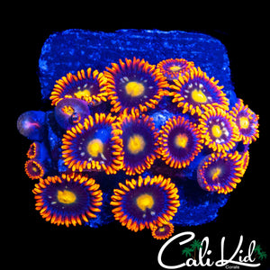ASSORTED ZOA MINI COLONY