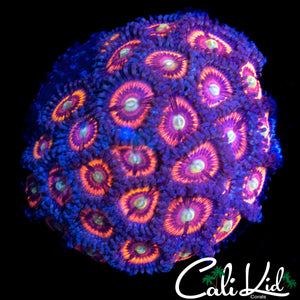 ULTRA ZOA COLONY