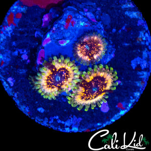 CK DIABOLICAL ZOA TRIPLE