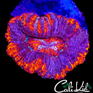 SUPERMAN TYPE ASIAN ACAN