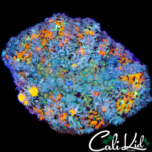 XL JERSEY BOUNCE TYPE MUSHROOM