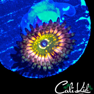 CK MONSTERS INC ZOA