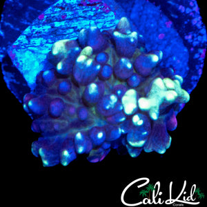 CK MAGNETO MUSHROOM