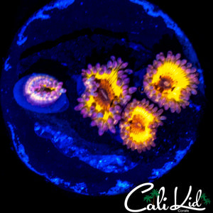MYSTERY ZOA QUAD