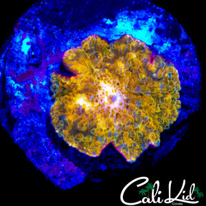 RAINBOW SPECKLED DISCO MUSHROOM