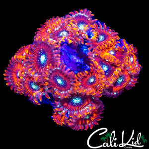 CK SPOTIFY ZOA COLONY