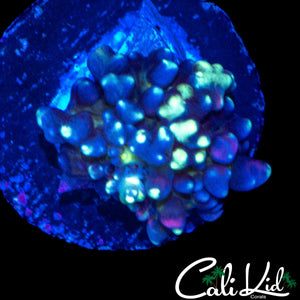 CK MAGNETO MUSHROOM