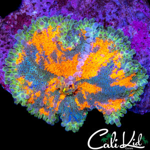 XL RAINBOW BUBBLE YUMA