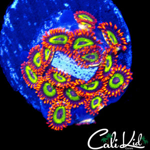 FRUIT LOOPS ZOA MINI COLONY