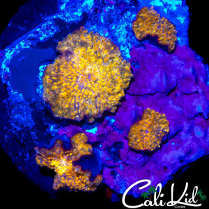 RAINBOW SPECKLED DISCO SHROOM ROCK
