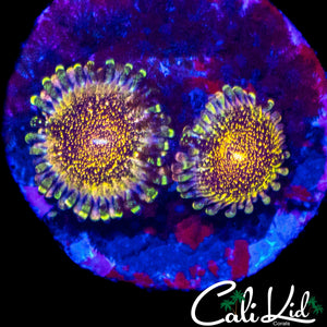 DEATHSTAR ZOA DOUBLE