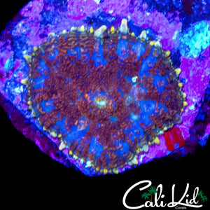 GOLD RIM RHODACTIS MUSHROOM