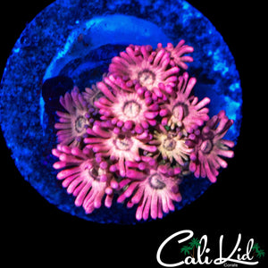 AQUACULTURED PINK / TAN GONI