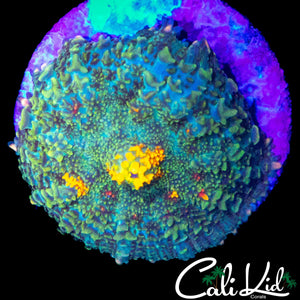 GOLDEN MOUTH RHODACTIS