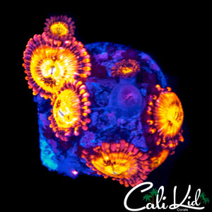 SAKURA TYPE ZOA MINI COLONY