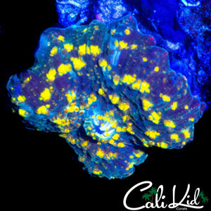 STARRY NIGHT TYPE MUSHROOM